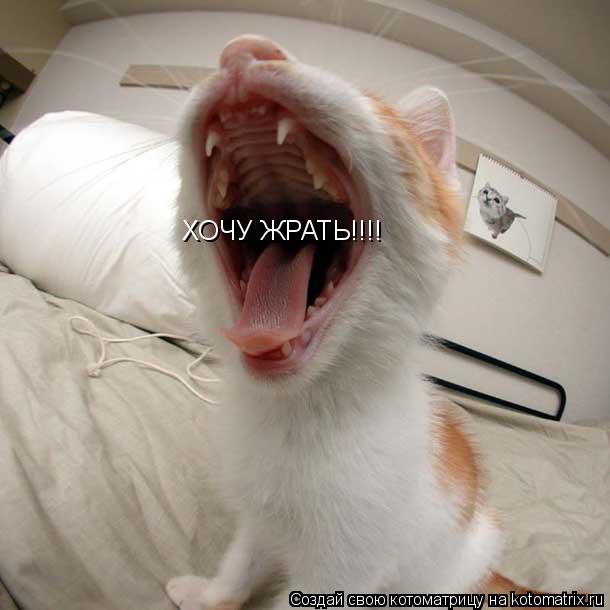 ХОЧУ ЖРАТЬ!!!!... Котоматрица: ХОЧУ ЖРАТЬ!!!!