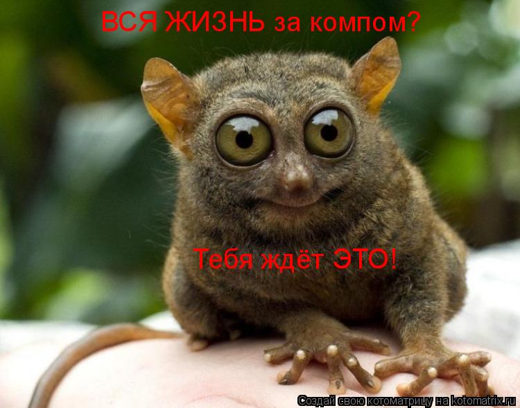 ВСЯ ЖИЗНЬ за компом? Тебя ждёт ЭТО!... Котоматрица: ВСЯ ЖИЗНЬ за компом? Тебя ждёт ЭТО!