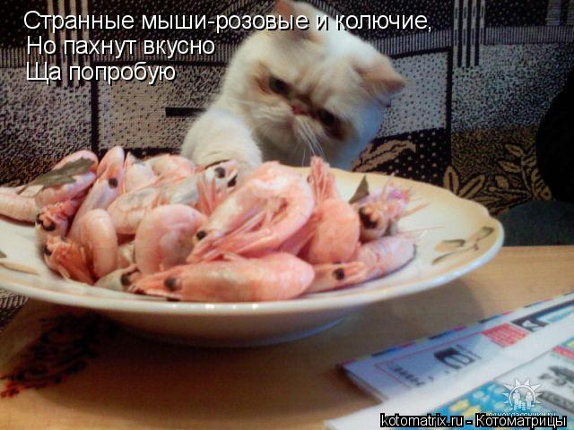 Котоматрица: Странные мыши-розовые и колючие, Но пахнут вкусно Ща попробую