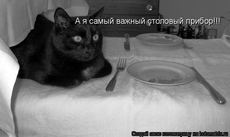 А я самый важный столовый прибор!!!... Котоматрица: А я самый важный столовый прибор!!!