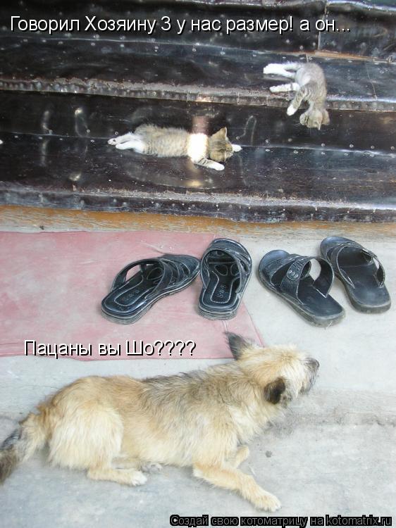 Котоматрица: Говорил Хозяину 3 у нас размер! а он... Пацаны вы Шо????
