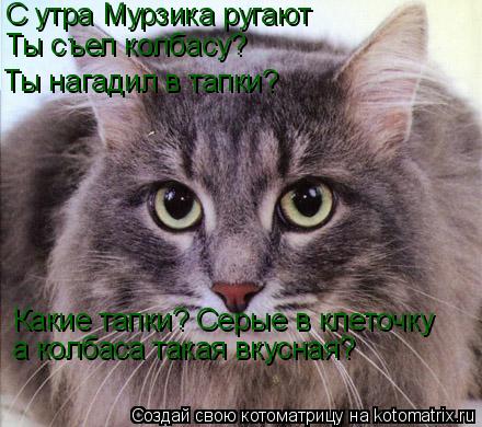 Котоматрица: С утра Мурзика ругают Ты съел колбасу? Ты нагадил в тапки? Какие тапки? Серые в клеточку а колбаса такая вкусная?
