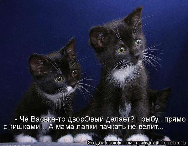 Котоматрица: - Чё Васька-то дворОвый делает?!  рыбу...прямо с кишками!.. А мама лапки пачкать не велит...