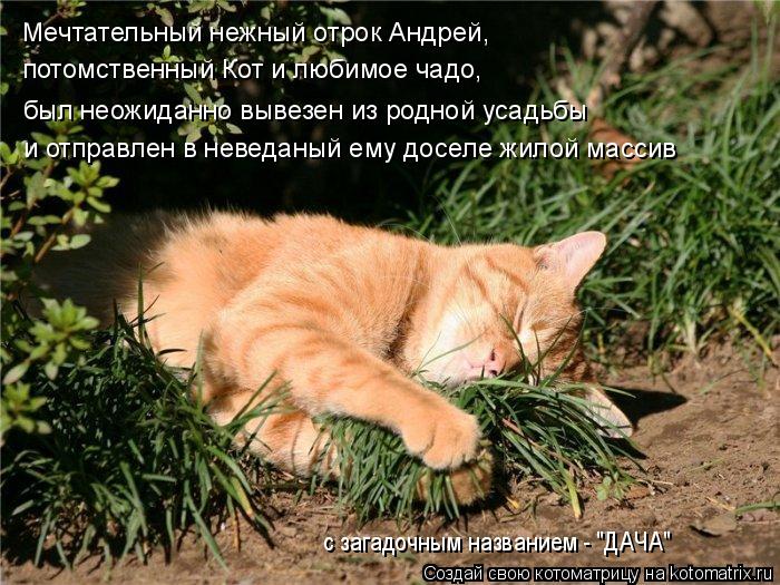 Котоматрица: с загадочным названием - "ДАЧА" Мечтательный нежный отрок Андрей, потомственный Кот и любимое чадо, был неожиданно вывезен из родной усадьб