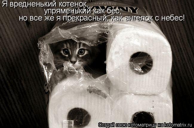 Котоматрица: Я вредненький котенок, упряменький как бес, но все же я прекрасный, как ангелок с небес!