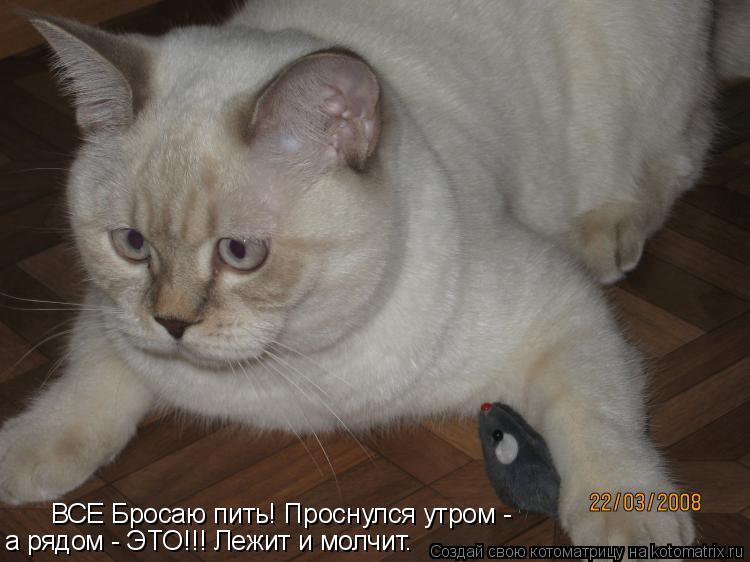 ВСЕ Бросаю пить! Проснулся утром - а рядом - ЭТО!!! Лежит и молчит.... Котоматрица: ВСЕ Бросаю пить! Проснулся утром - а рядом - ЭТО!!! Лежит и молчит.