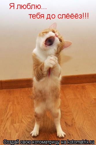 Котоматрица: Я люблю... тебя до слёёёз!!!