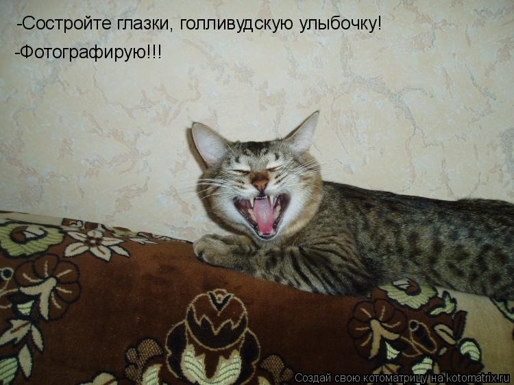 Котоматрица: -Состройте глазки, голливудскую улыбочку! -Фотографирую!!!