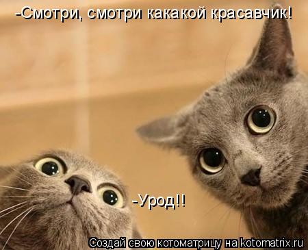 Котоматрица: -Смотри, смотри какакой красавчик! -Урод!!