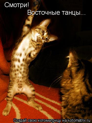 Котоматрица: Смотри! Восточные танцы...