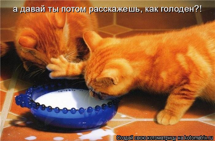 а давай ты потом расскажешь, как голоден?!... Котоматрица: а давай ты потом расскажешь, как голоден?!