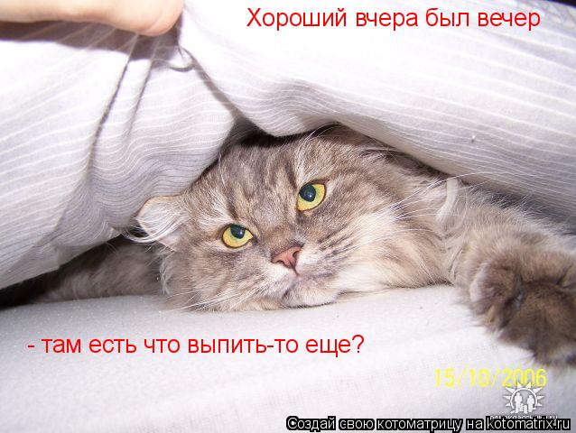 Котоматрица: Хороший вчера был вечер - там есть что выпить-то еще?