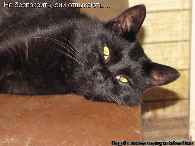 Котоматрица: Не беспокоить, они отдыхають....