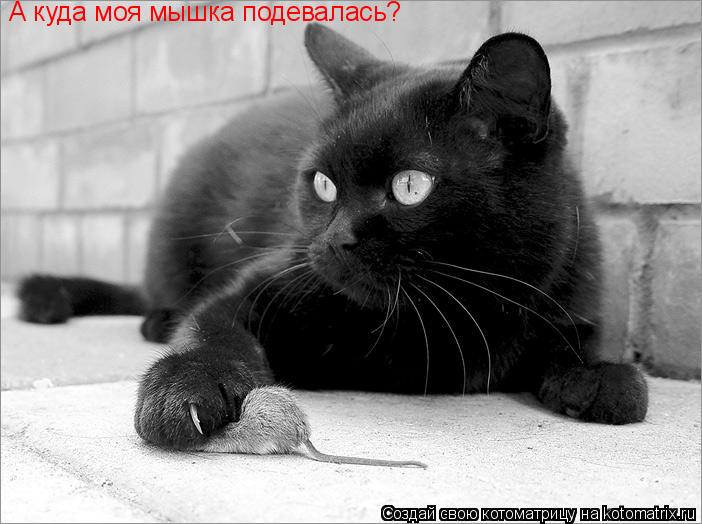 Котоматрица: А куда моя мышка подевалась?