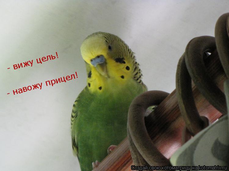 Котоматрица: - вижу цель! - навожу прицел!