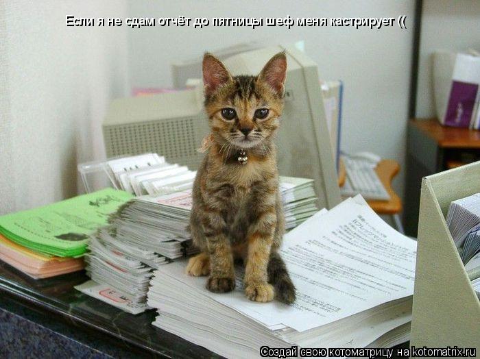 Котоматрица: Если я не сдам отчёт до пятницы шеф меня кастрирует ((