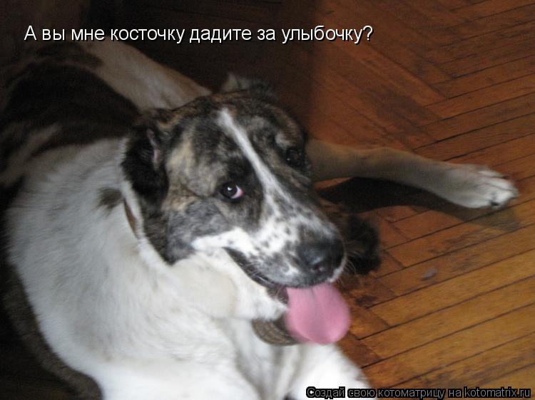 Котоматрица: А вы мне косточку дадите за улыбочку?