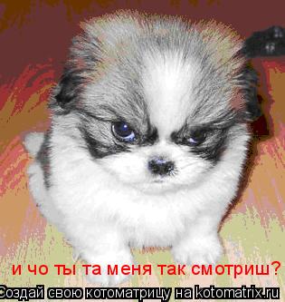 Котоматрица: и чо ты та меня так смотриш?
