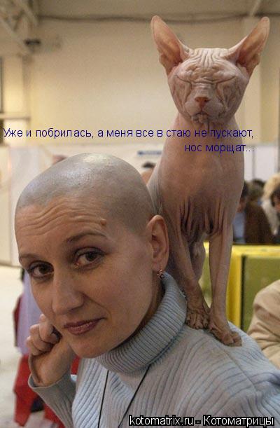Уже и побрилась, а меня все в стаю не пускают, нос морщат...... Котоматрица: Уже и побрилась, а меня все в стаю не пускают, нос морщат...