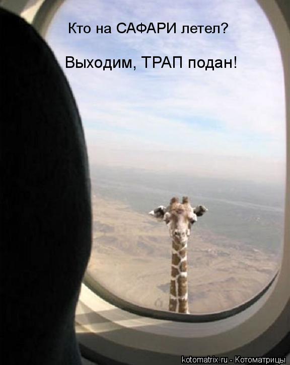 Кто на САФАРИ летел? Выходим, ТРАП подан!... Котоматрица: Кто на САФАРИ летел? Выходим, ТРАП подан!