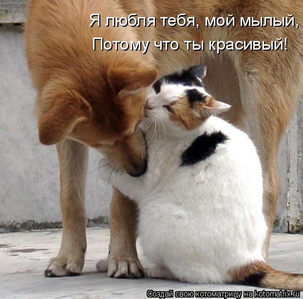 Котоматрица: Я любля тебя, мой мылый, Потому что ты красивый!