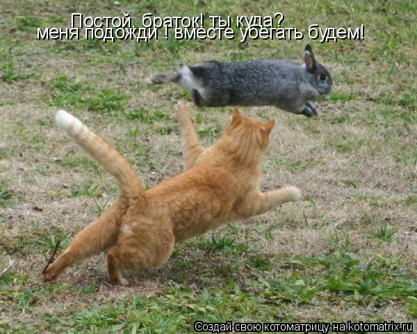 Котоматрица: Постой, браток! ты куда? меня подожди ! вместе убегать будем!