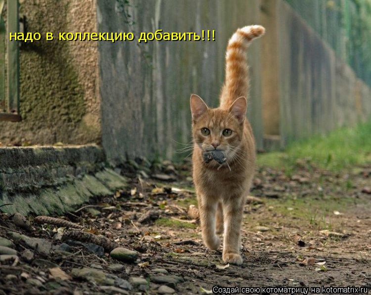 Котоматрица: надо в коллекцию добавить!!!