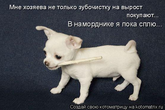 Мне хозяева не только зубочистку на вырост покупают... В наморднике я пока сплю...... Котоматрица: Мне хозяева не только зубочистку на вырост покупают... В наморднике я пока сплю...