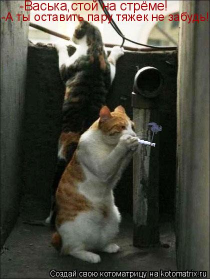 -Васька,стой на стрёме! -А ты оставить пару тяжек не забудь!... Котоматрица: -Васька,стой на стрёме! -А ты оставить пару тяжек не забудь!