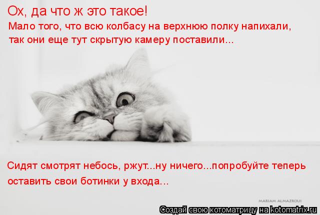 Ох, да что ж это такое! Мало того, что всю колбасу на верхнюю полку напихали, так они еще тут скрытую... Котоматрица: Ох, да что ж это такое! Мало того, что всю колбасу на верхнюю полку напихали, так они еще тут скрытую камеру поставили... Сидят смотрят небось,