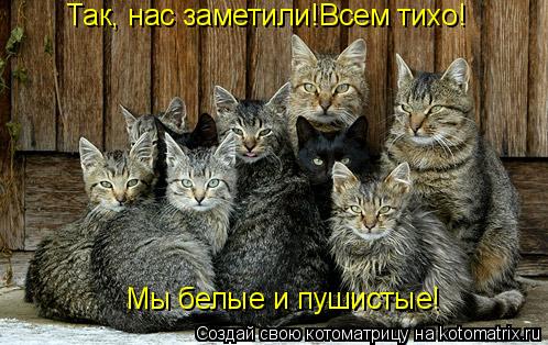 Так, нас заметили!Всем тихо! Мы белые и пушистые!... Котоматрица: Так, нас заметили!Всем тихо! Мы белые и пушистые!