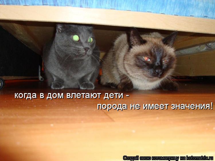 когда в дом влетают дети - порода не имеет значения!... Котоматрица: когда в дом влетают дети - порода не имеет значения!