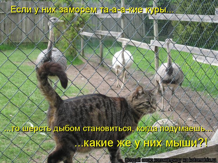 Если у них заморем та-а-а-кие куры... ...то шерсть дыбом становиться, когда подумаешь... ...какие же ... Котоматрица: Если у них заморем та-а-а-кие куры... ...то шерсть дыбом становиться, когда подумаешь... ...какие же у них мыши?!