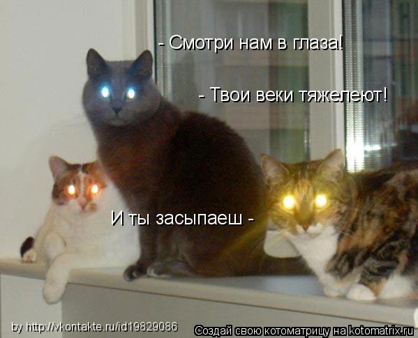 Котоматрица: - Смотри нам в глаза! - Твои веки тяжелеют! И ты засыпаеш - by http://vkontakte.ru/id19829086
