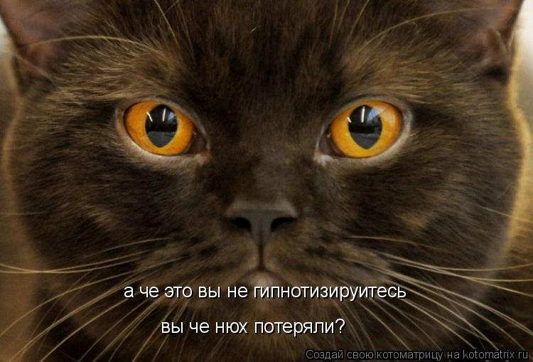 Котоматрица: а че это вы не гипнотизируитесь вы че нюх потеряли?