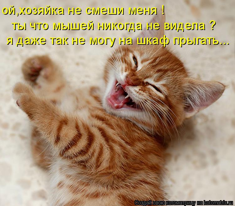 ой,хозяйка не смеши меня ! ты что мышей никогда не видела ? я даже так не могу на шкаф прыгать...... Котоматрица: ой,хозяйка не смеши меня ! ты что мышей никогда не видела ? я даже так не могу на шкаф прыгать...