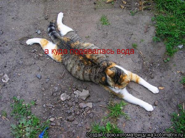 Котоматрица: а куда подевалась вода
