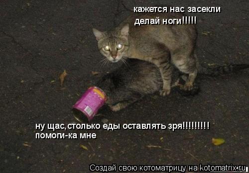 Котоматрица: кажется нас засекли делай ноги !!!!! ну щас,столько еды оставлять зря!!!!!!!!! помоги-ка мне