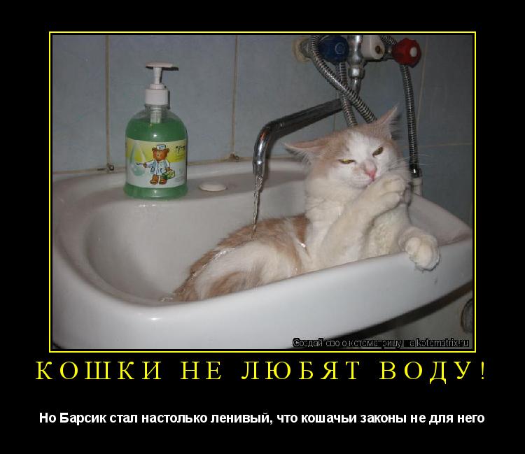 Котоматрица: Кошки не любят воду! Но Барсик стал настолько ленивый, что кошачьи законы не для него