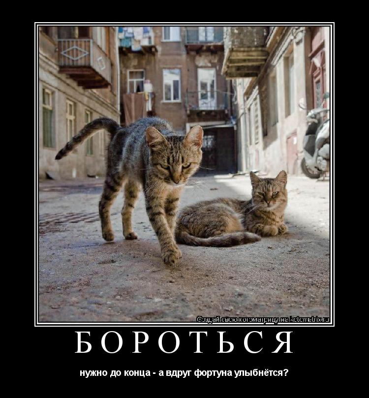Котоматрица: Бороться нужно до конца - а вдруг фортуна улыбнётся?