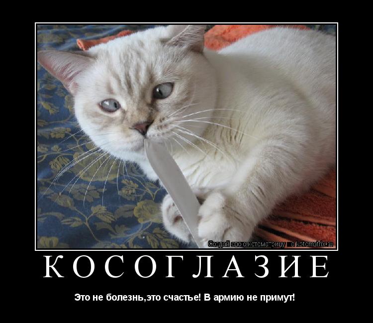 Косоглазие Это не болезнь,это счастье! В армию не примут! ... Котоматрица: Косоглазие Это не болезнь,это счастье! В армию не примут!