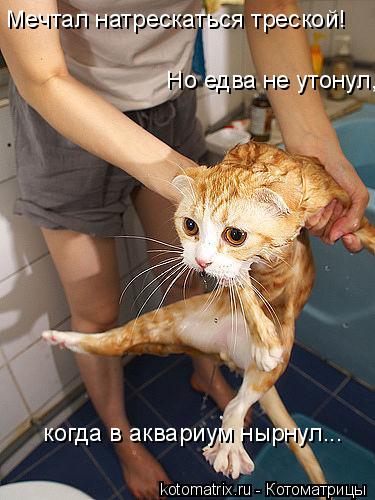 Котоматрица: Мечтал натрескаться треской!  Но едва не утонул,    когда в аквариум нырнул...