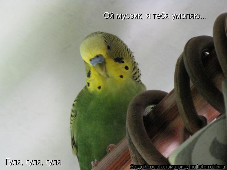 Гуля, гуля, гуля Ой мурзик, я тебя умоляю...... Котоматрица: Гуля, гуля, гуля Ой мурзик, я тебя умоляю...