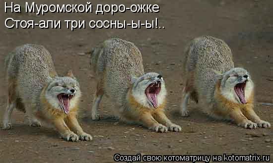 Котоматрица: На Муромской доро-ожке Стоя-али три сосны-ы-ы!..