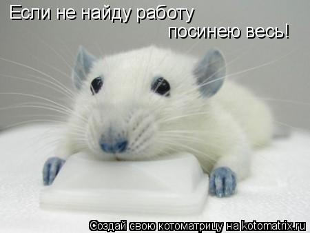 Котоматрица: Если не найду работу посинею весь!