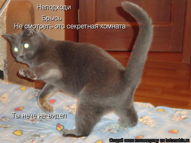 Котоматрица: Неподходи Брысь Не смотреть это секретная комната Ты нечё не видел