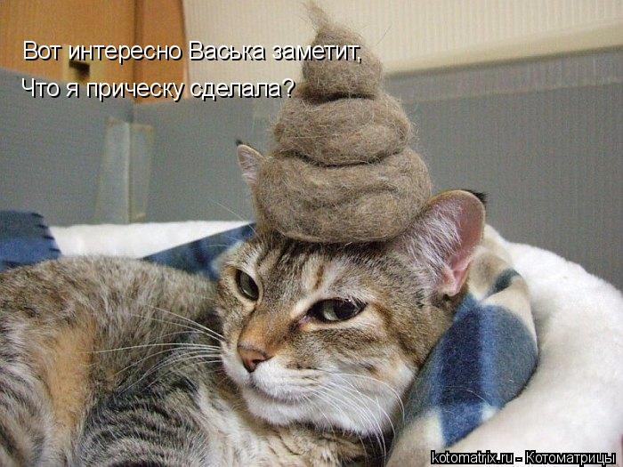 Котоматрица: Вот интересно Васька заметит, Что я прическу сделала?