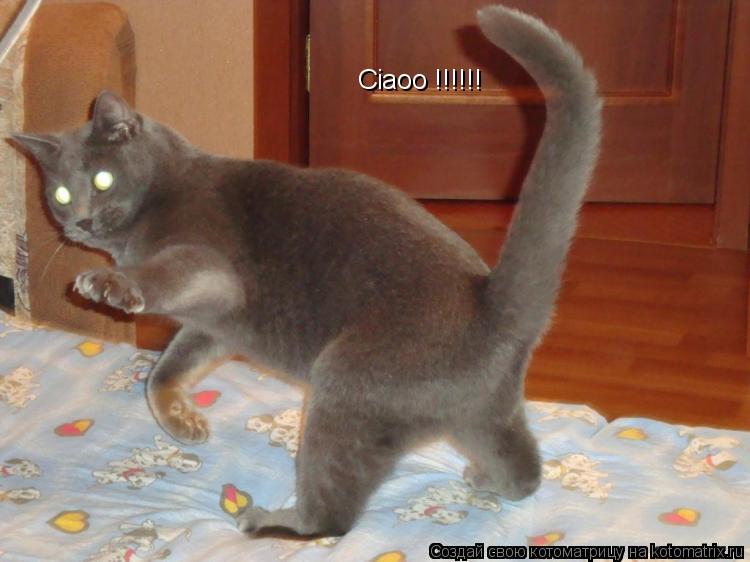Котоматрица: Ciaoo !!!!!!