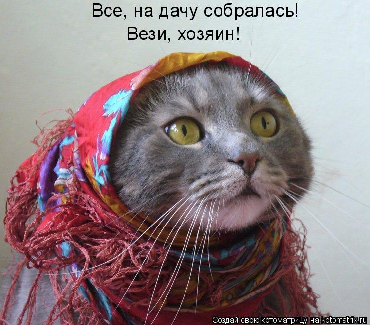 Котоматрица: Вези, хозяин! Все, на дачу собралась!