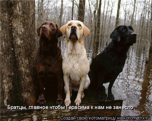 Котоматрица: Братцы, главное чтобы Герасима к нам не занесло